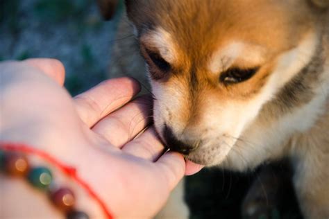 夢到被老鼠咬手|梦见被老鼠咬手是什么意思预兆